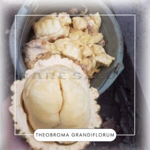 Theobroma grandiflorum seeds