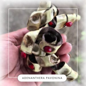 Adenanthera pavonina seeds