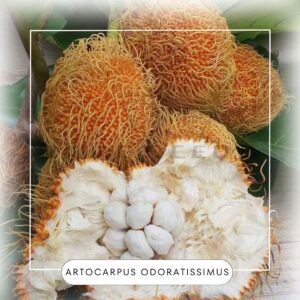 Artocarpus odoratissimus seeds