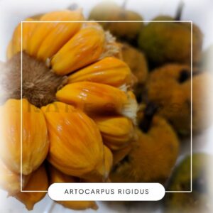 Artocarpus rigidus seeds