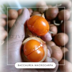 Baccaurea macrophylla seeds