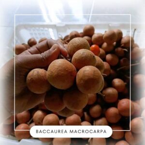 Baccaurea macrorcarpa seeds