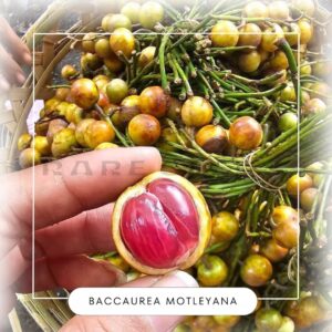 Baccaurea macrorcarpa seeds