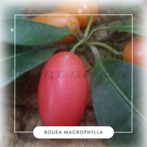 Bouea macrophylla seeds