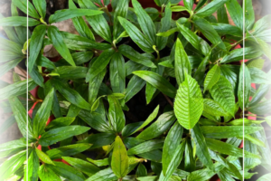 Canarium Hirsutum: An Overlooked Rainforest Nut Tree