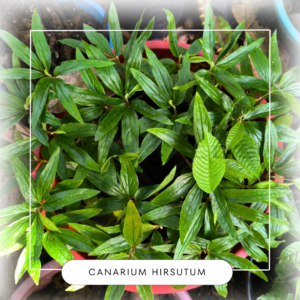 Canarium hirsutum seeds