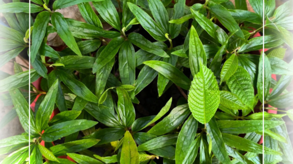 Canarium Hirsutum: An Overlooked Rainforest Nut Tree