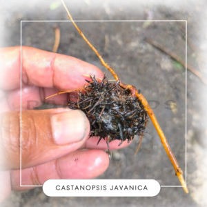 Castanopsis javanica seeds