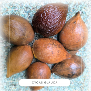 Cycas glauca seeds