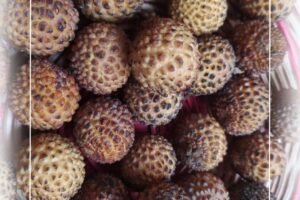 Growing Dimocarpus Longan, the Dragon’s Eye Fruit