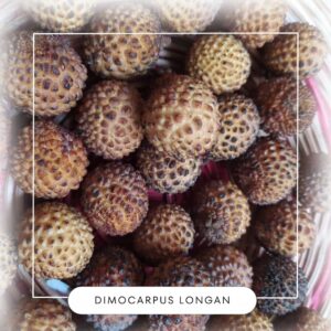 Dimocarpus longan seeds