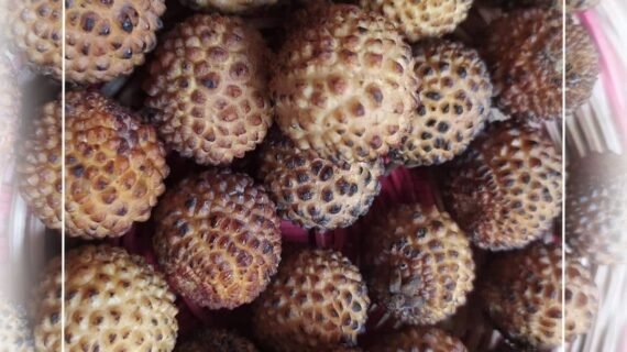 Growing Dimocarpus Longan, the Dragon’s Eye Fruit