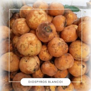 Diospyros blancoi seeds