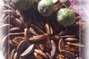 Diospyros Celebica: Sulawesi’s Famous Ebony Tree