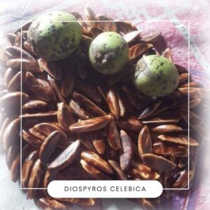 Diospyros celebica seeds