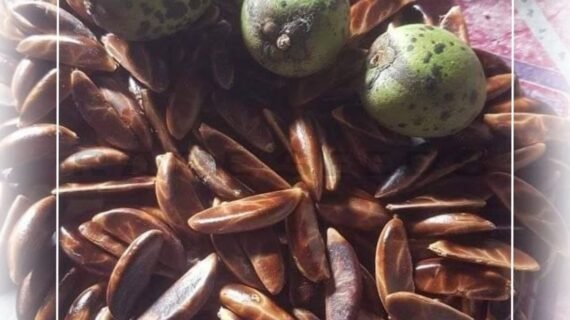 Baccaurea Motleyana: The Rambai Fruit Tree