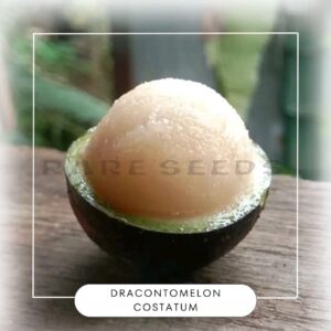 Dracontomelon costatum seeds