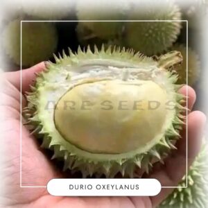 Durio oxeylanus seeds