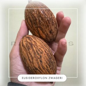 Eusideroxylon zwageri seeds