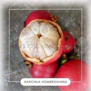 Garcinia hombroniana seeds