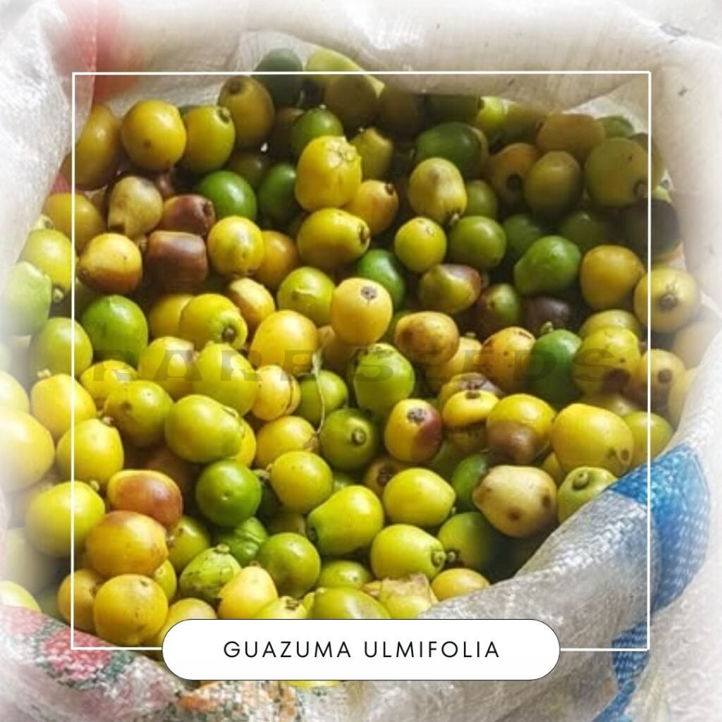 Guazuma ulmifolia seeds (West Indian Elm or Bay Cedar) • Rare Seeds ID ...