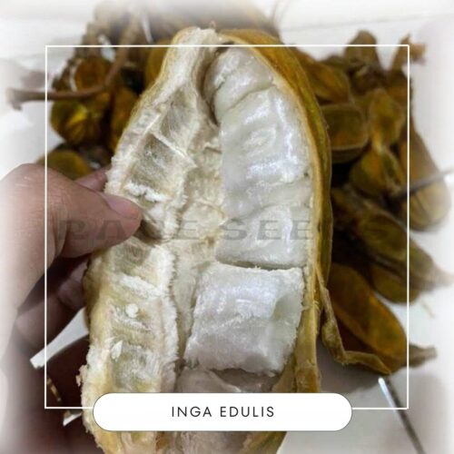 Inga edulis seeds