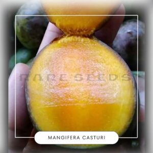 Mangifera casturi seeds