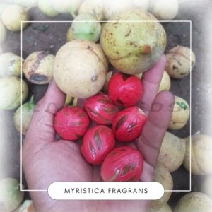 Myristica fragrans seeds