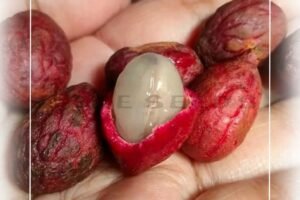 Nephelium Macrophyllum: A Wild Cousin of Rambutan