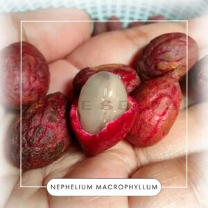 Nephelium macrophyllum seeds