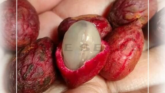 Nephelium Macrophyllum: A Wild Cousin of Rambutan