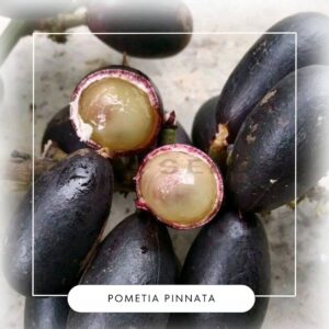 Pometia pinnata seeds