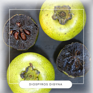 Diospyros digyna seeds