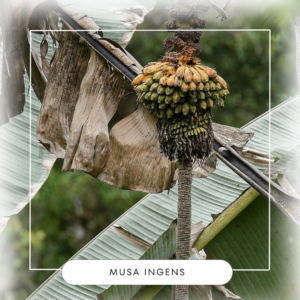Musa ingens seeds
