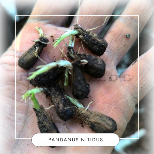 Pandanus nitidus seeds