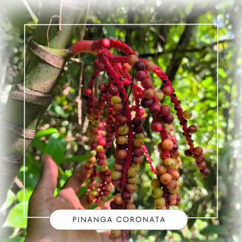 Pinanga coronata seeds