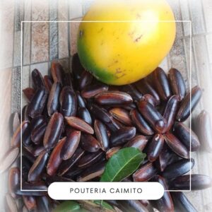 Pouteria caimito seeds