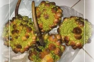 Prainea Limpato: A Bornean Fig Relative Worth Knowing