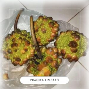 Prainea limpato seeds