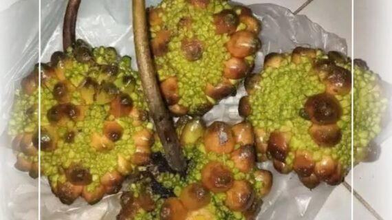 Prainea Limpato: A Bornean Fig Relative Worth Knowing