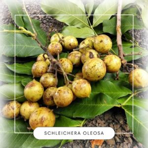 Schleichera oleosa seeds