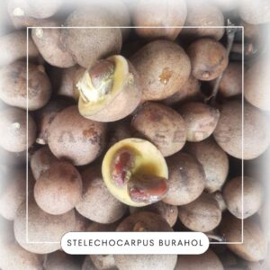 Stelechocarpus burahol seeds