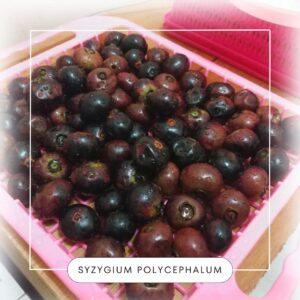 Syzygium polycephalum seeds