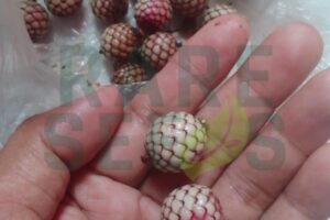 How to get Pigafetta elata?