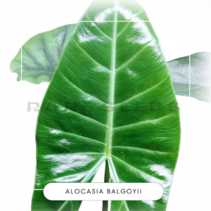 Alocasia balgoyii corms