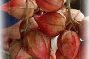Baccaurea Angulata: Borneo’s Belimbing Darah