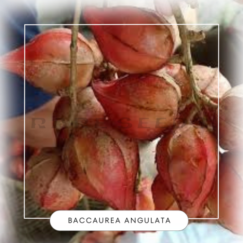 Baccaurea angulata seeds