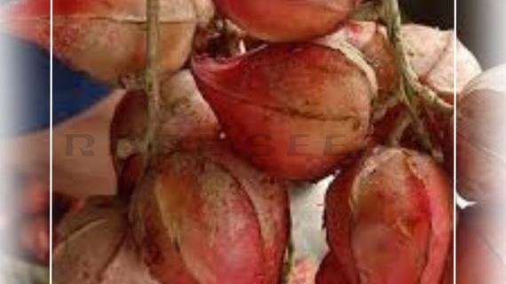 Baccaurea Angulata: Borneo’s Belimbing Darah