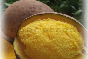 Mangifera Pajang: The Wild Bambangan Mango