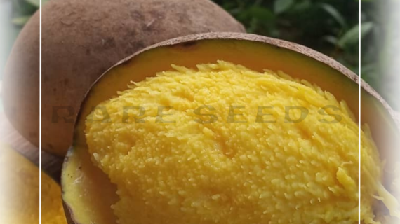 Mangifera Pajang: The Wild Bambangan Mango